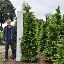 Chamaecyparis lawsoniana 'Ivonne' 200-225 cm  langere levertijd 